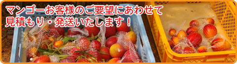 マンゴー見積いたします