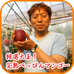 特選大玉！完熟べっぴんマンゴー