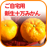 ご自宅用 新生十万みかん 