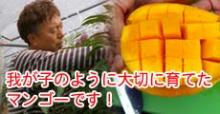 我が子のように大切に育てたマンゴーです!