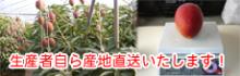 生産者自ら産地直送いたします!