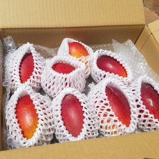 画像2: 送料無料　わけありマンゴーまとめ買いセット (2)