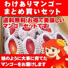 画像1: 送料無料　わけありマンゴーまとめ買いセット (1)