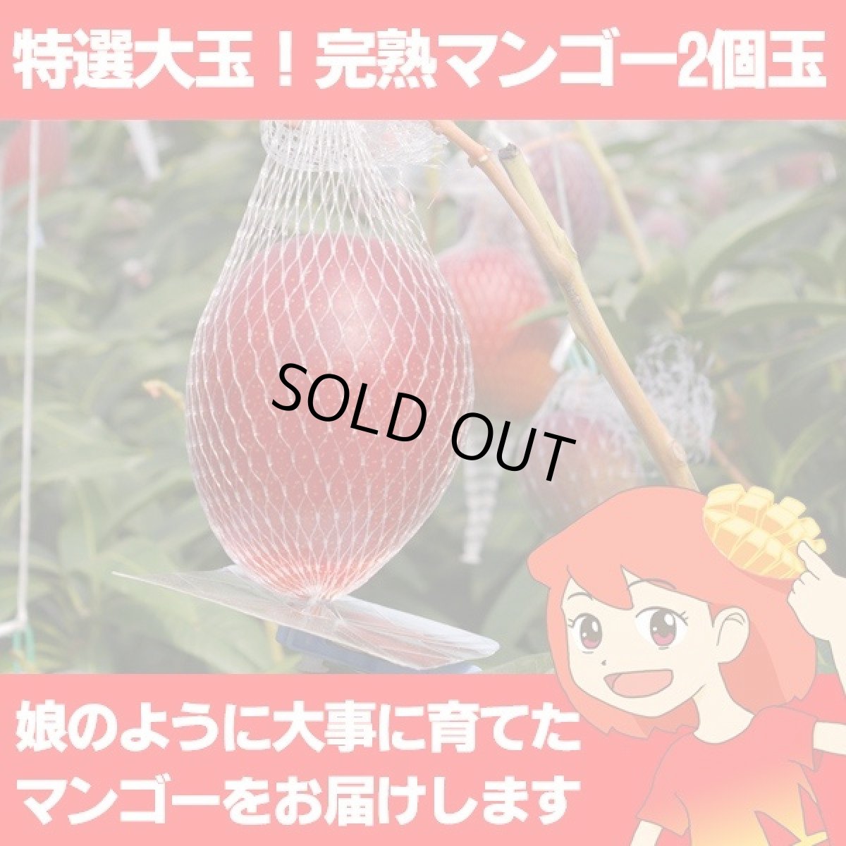 画像1: 特選大玉！完熟ぺっぴんマンゴー 化粧箱入り2個玉 (1)