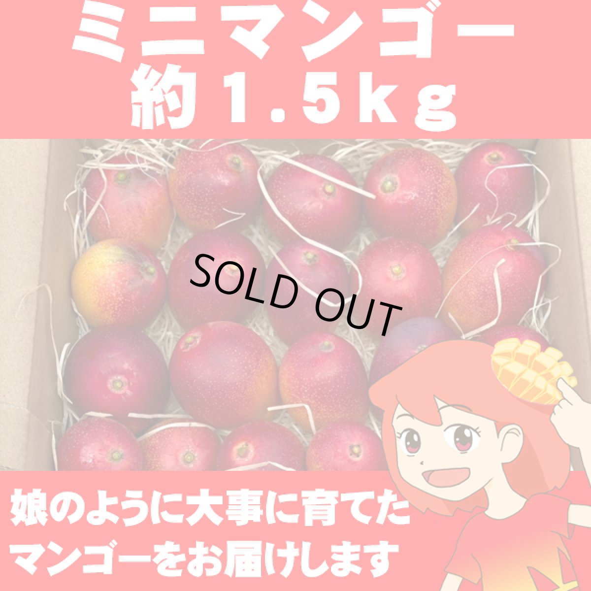 画像1: ミニマンゴー　1.5kg (1)