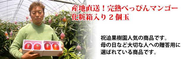 産地直送！完熟べっぴんマンゴー 化粧箱入り2個玉