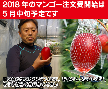 2018年のマンゴーの注文受け開始は5月中旬になりそうです。