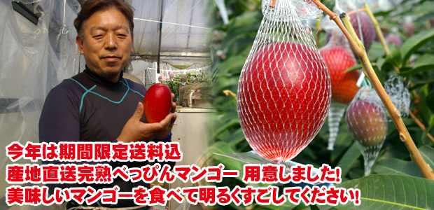 「美味しいマンゴーを食べて明るくすごしてほしい!」期間限定送料込、産地直送完熟べっぴんマンゴー 用意しました!