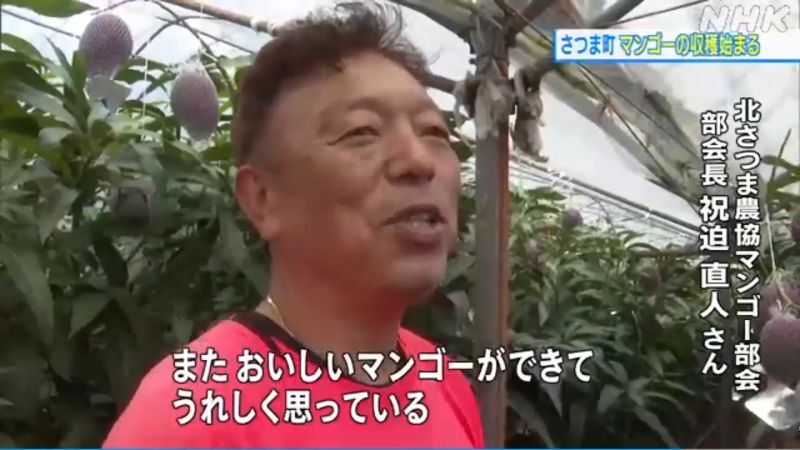 NHK「さつま町でマンゴー収穫始まる 新型コロナが価格に影響か」取材受けさせていただきました。