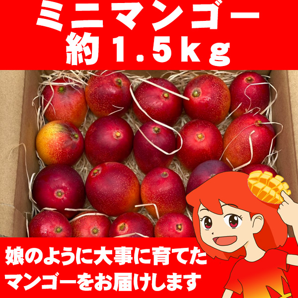 鹿児島県産ミニマンゴー5kg送料込み - 果物